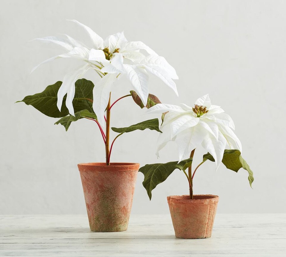Faux Potted Poinsettias White Pottery Barn Australia