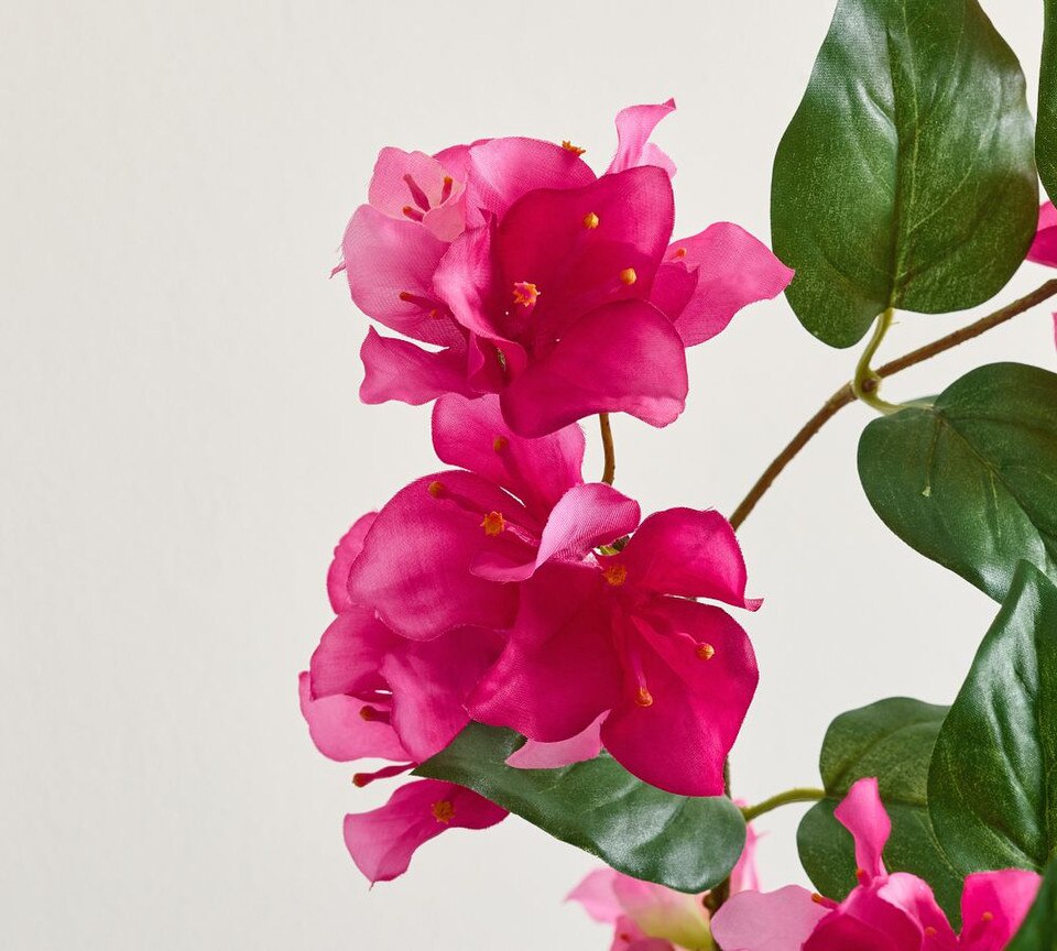 Bougainvillea Bundle