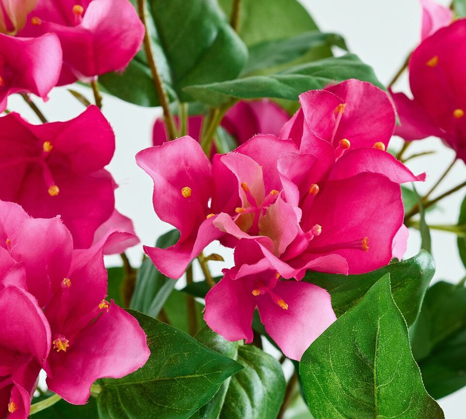 Bougainvillea Bundle