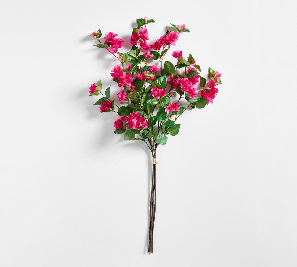Bougainvillea Bundle
