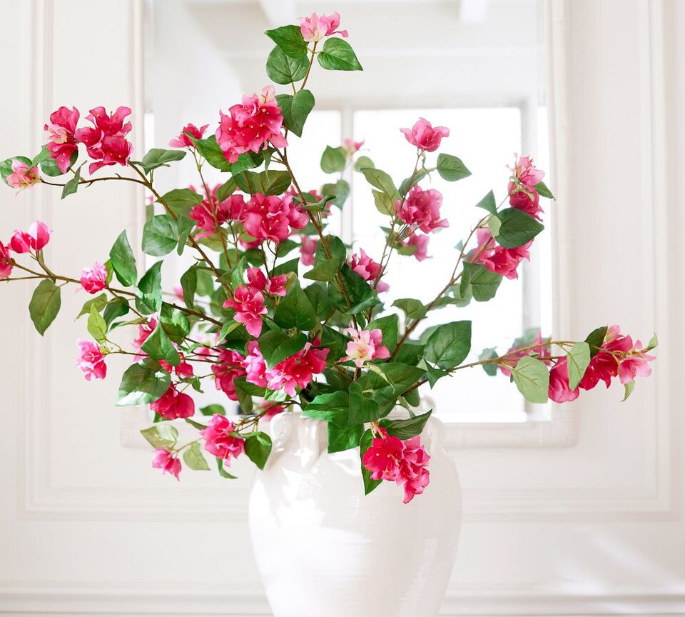 Bougainvillea Bundle