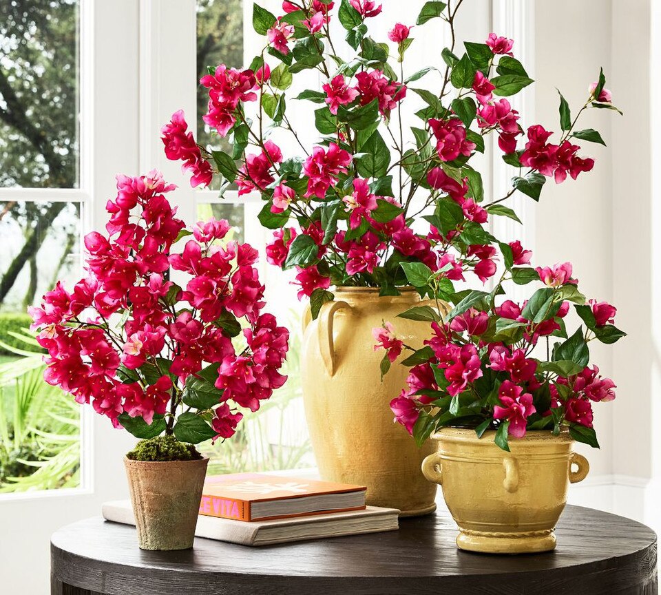 Bougainvillea Bundle