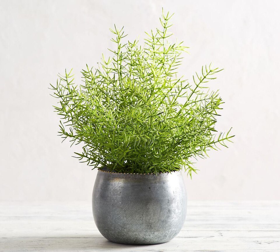 Faux Potted Asparagus Fern Pottery Barn Australia