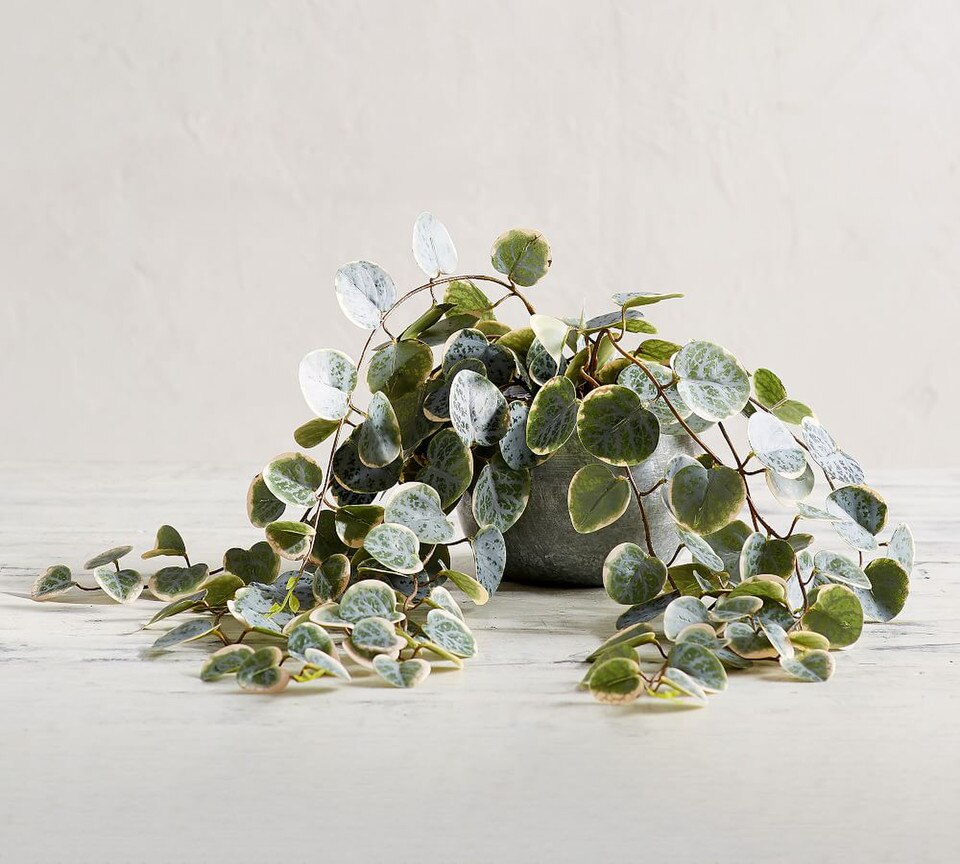 Faux Trailing Variegated String Of Hearts Houseplant