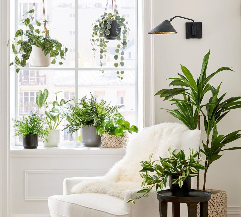 Faux Trailing Variegated String Of Hearts Houseplant
