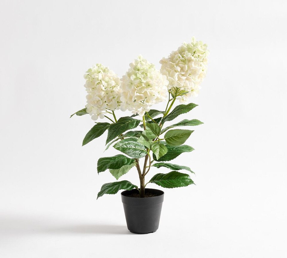 Potted Cone Hydrangea