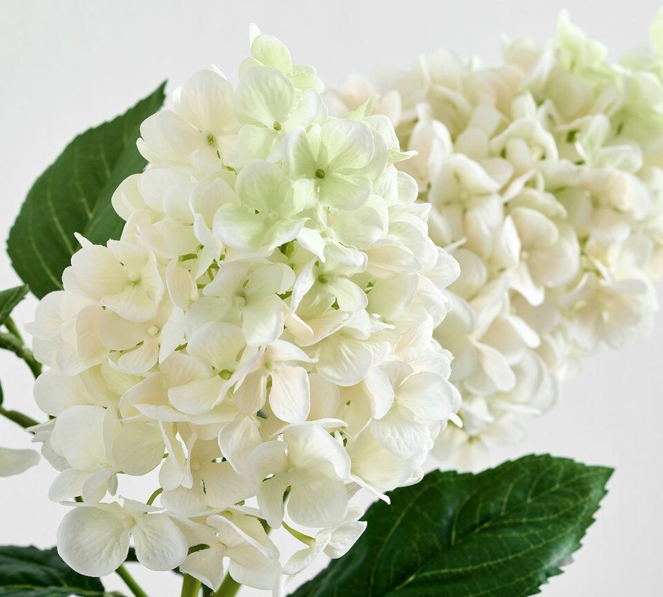 Potted Cone Hydrangea