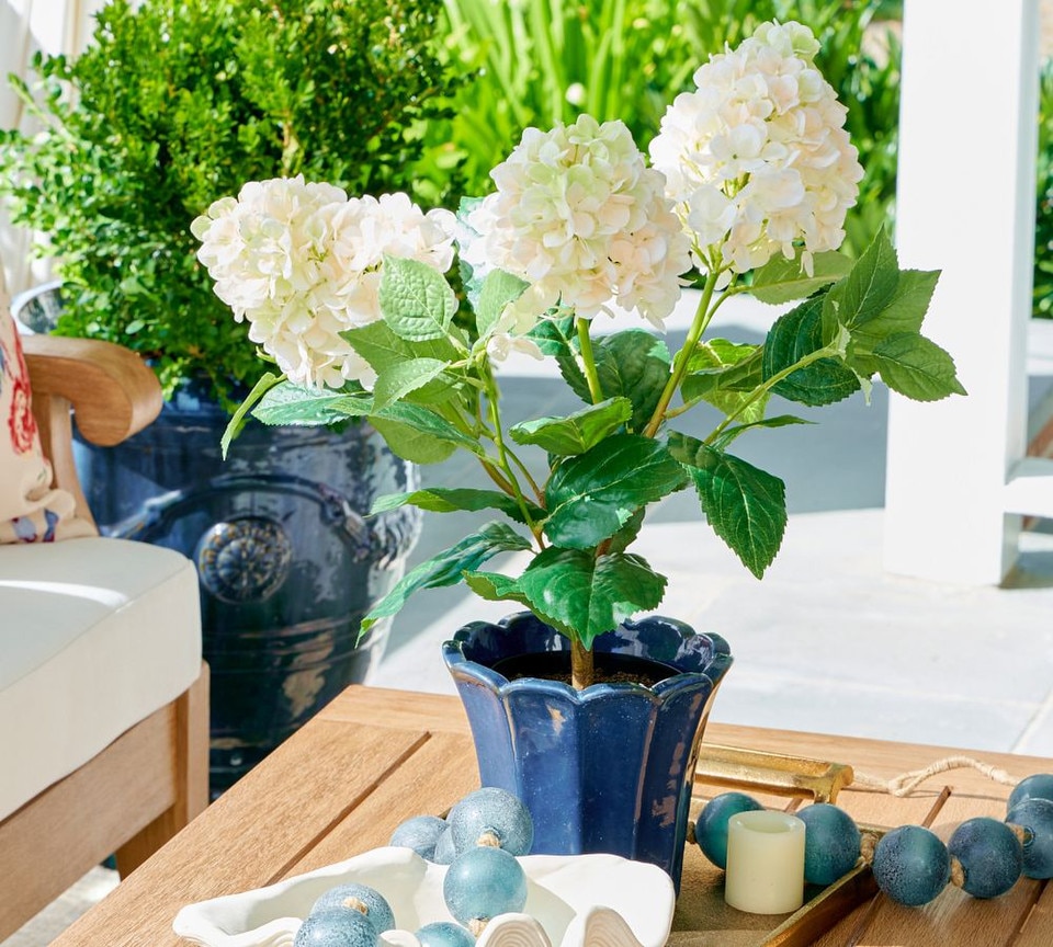Potted Cone Hydrangea