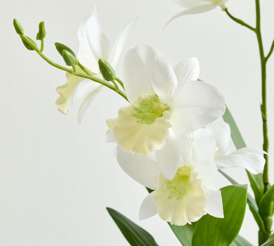 Potted Mini Orchid