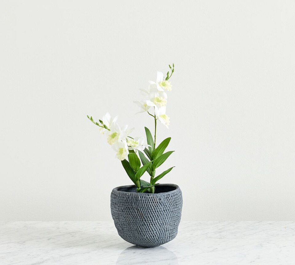 Potted Mini Orchid