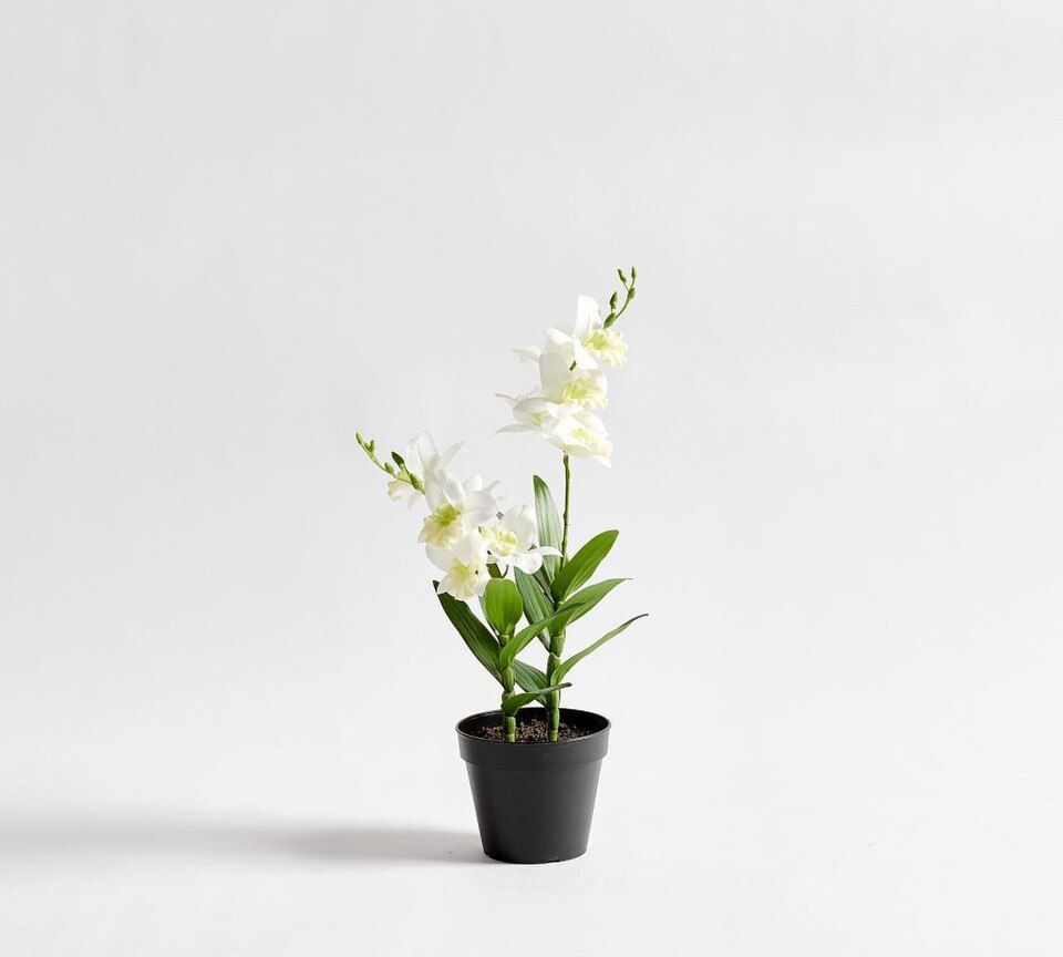 Potted Mini Orchid