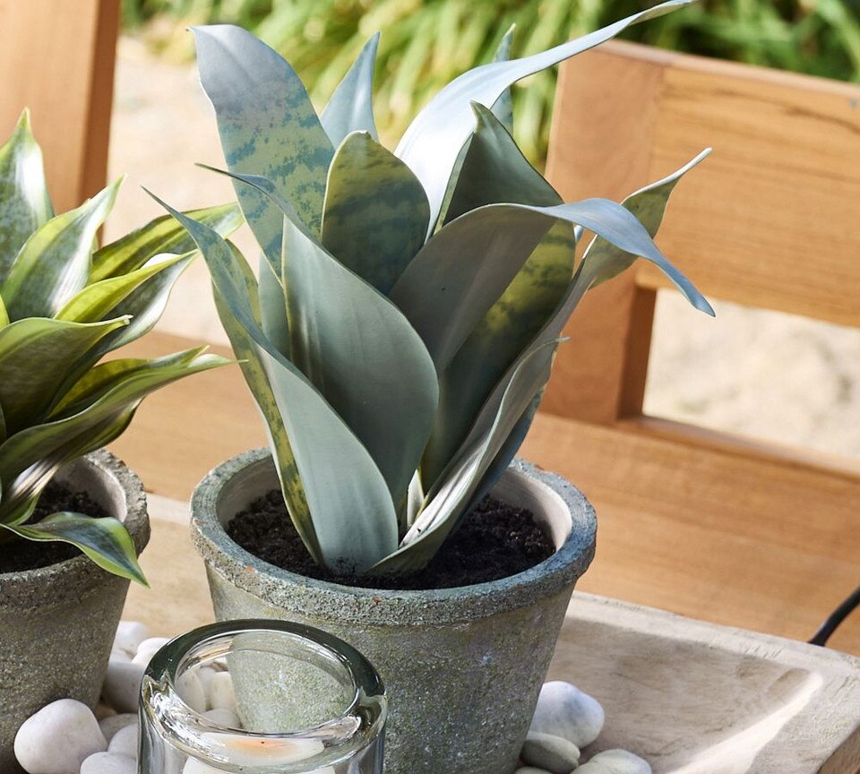 Faux Potted Snake Plant