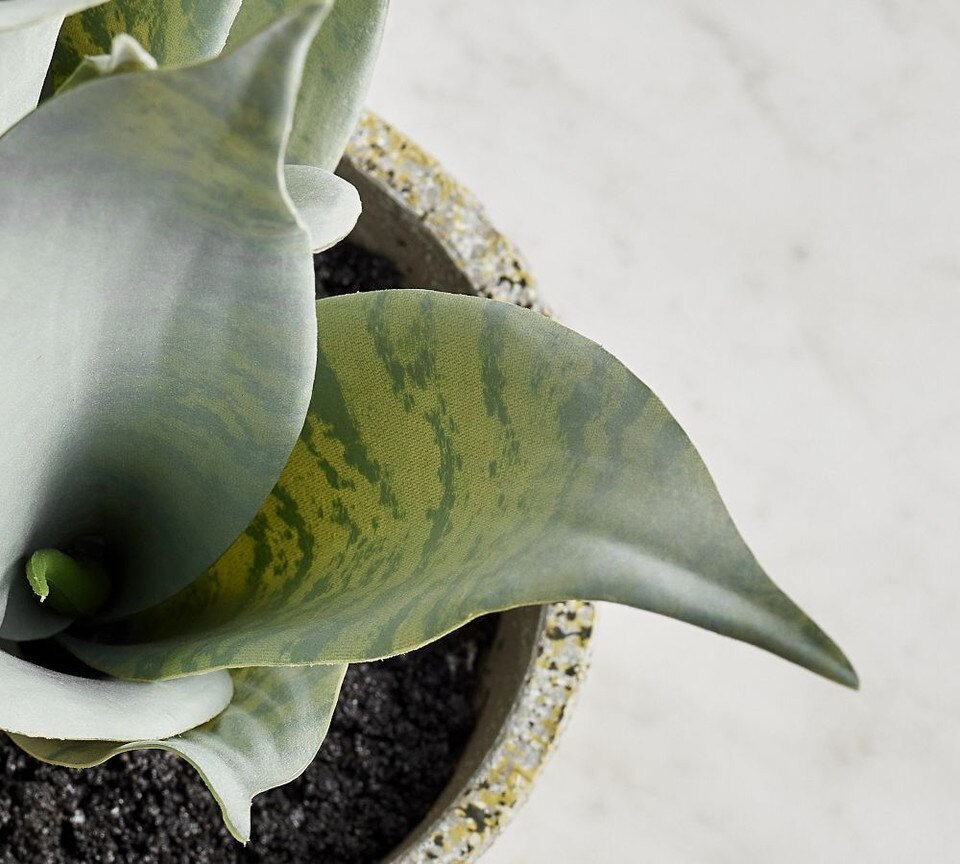 Faux Potted Snake Plant