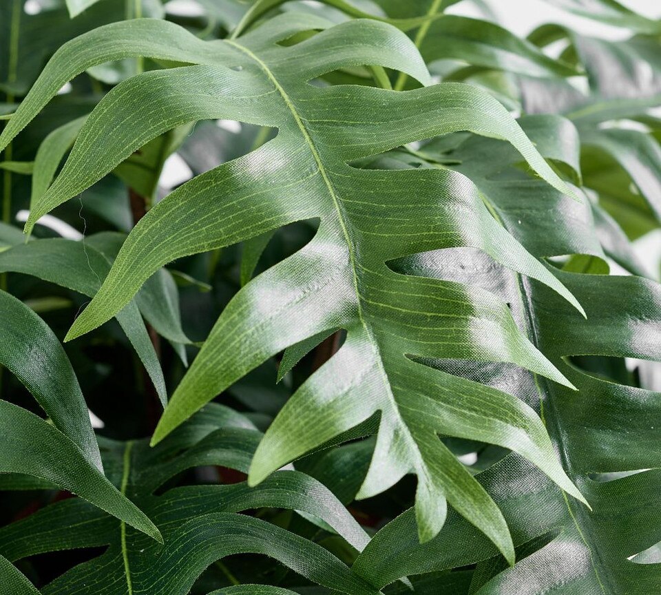 Trailing Sword Potted Ferns