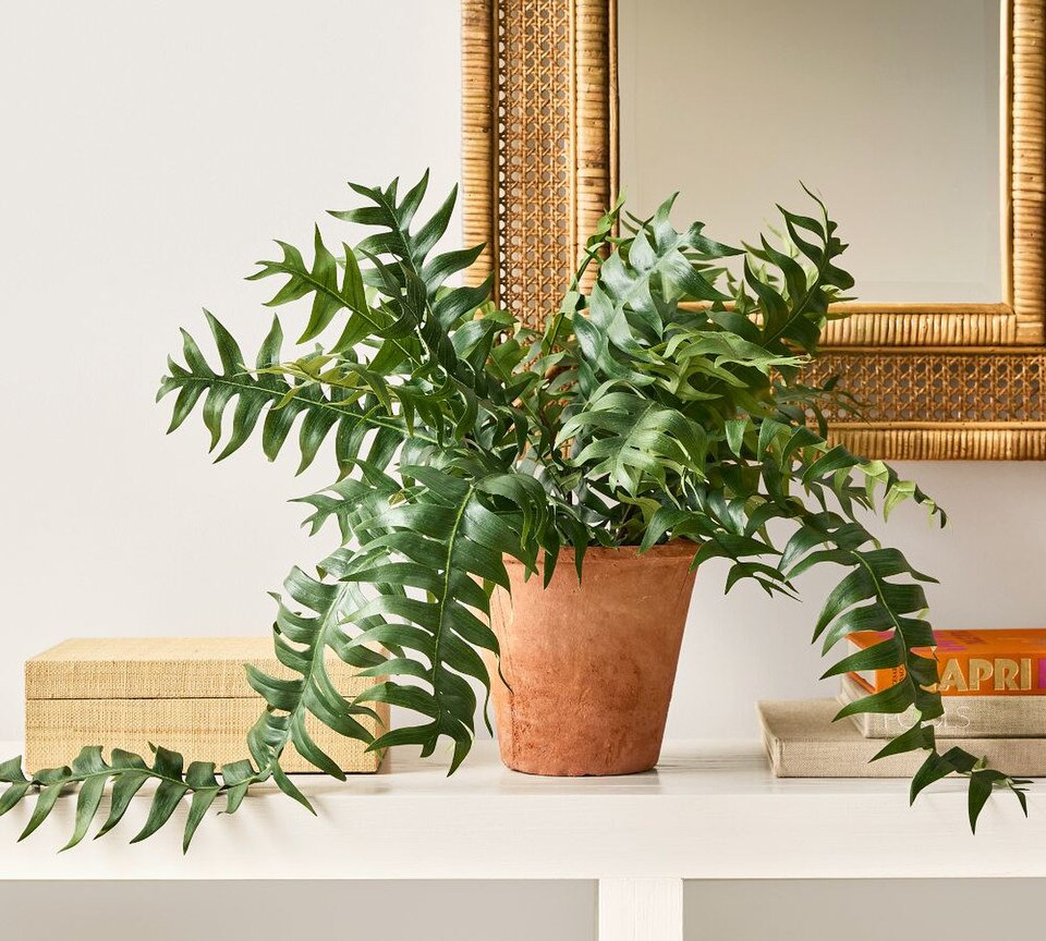 Trailing Sword Potted Ferns