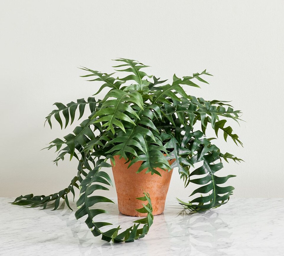 Trailing Sword Potted Ferns
